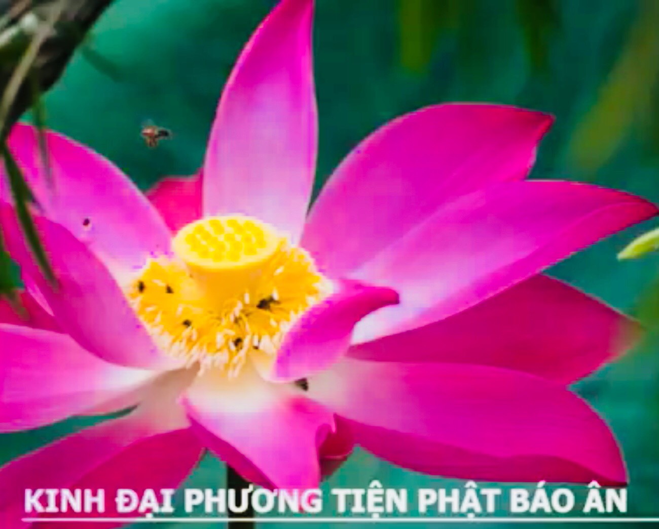 KINH ĐẠI PHƯƠNG TIỆN PHẬT BÁO ÂN - PHẨM TỰA